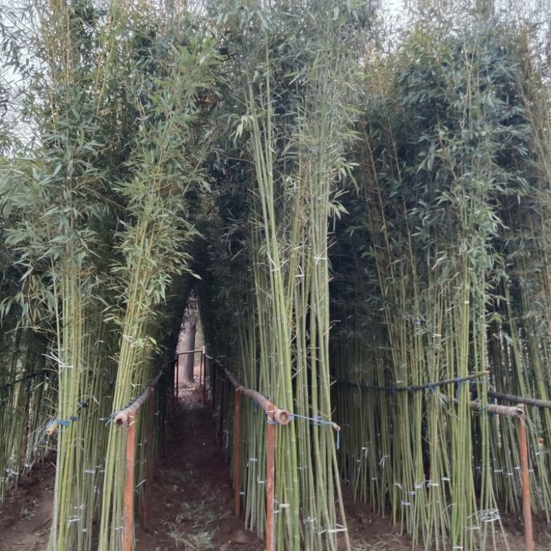 两公分移植竹苗，青杆，叶片漂亮，量大优惠