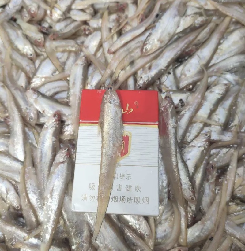 精品毛刀鱼，大量供应，可以做小包装，欢迎大家合作