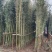两公分移植竹苗，青杆，叶片漂亮，量大优惠