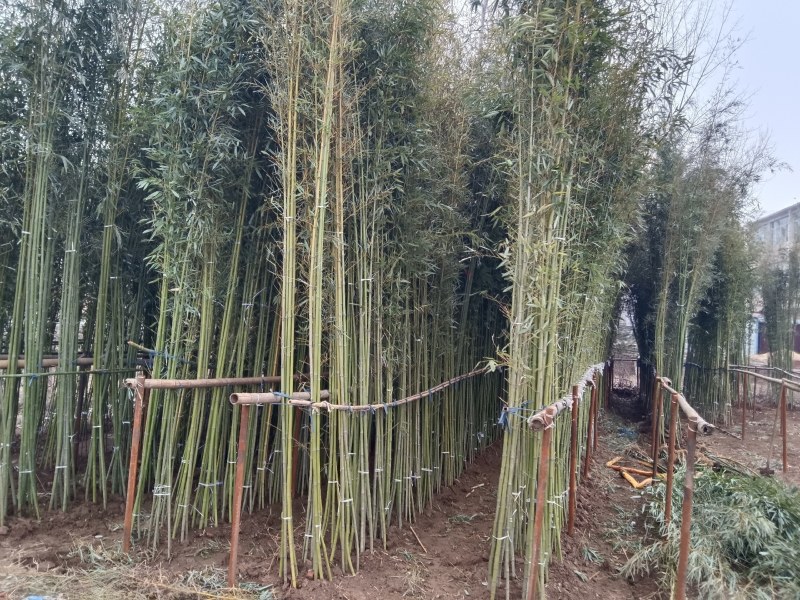 两公分移植竹苗，青杆，叶片漂亮，量大优惠