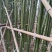 两公分移植竹苗，青杆，叶片漂亮，量大优惠