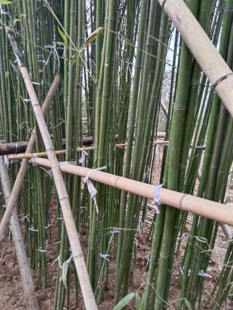 两公分移植竹苗，青杆，叶片漂亮，量大优惠