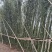 两公分移植竹苗，青杆，叶片漂亮，量大优惠