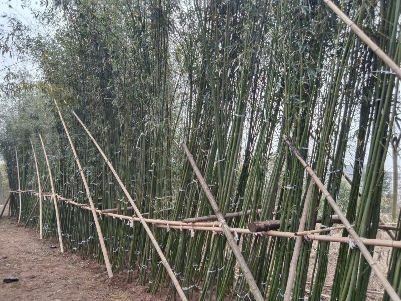 两公分移植竹苗，青杆，叶片漂亮，量大优惠
