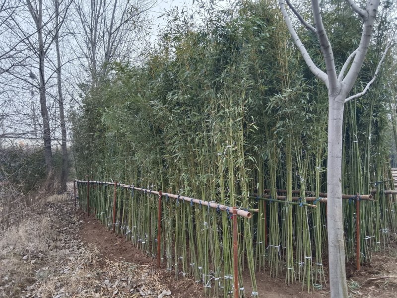 两公分移植竹苗，青杆，叶片漂亮，量大优惠