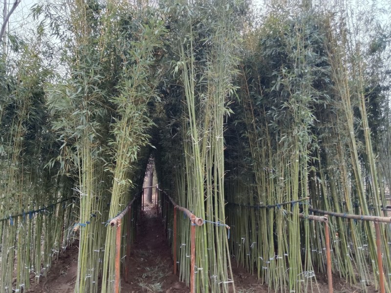 两公分移植竹苗，青杆，叶片漂亮，量大优惠