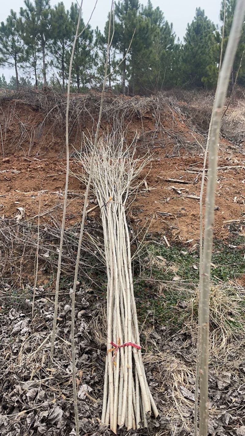 白杨树苗大量有货，107/新69/丹红杨欢迎致电订购