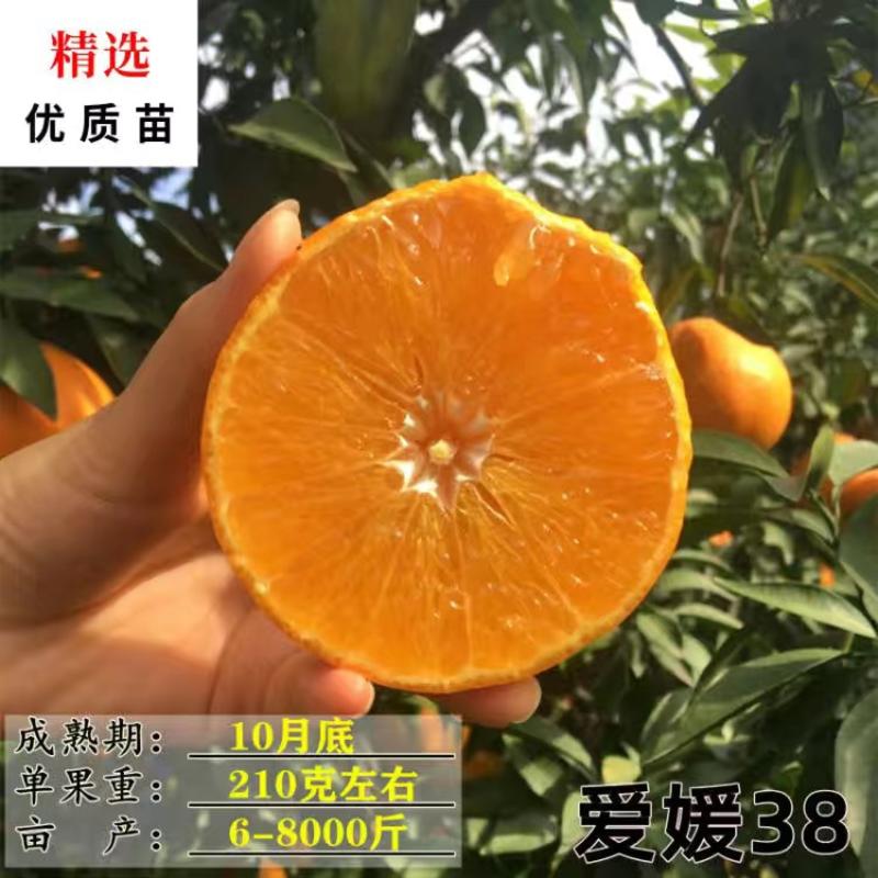 【新品种】早熟蜜桔由良蜜桔华美7号爱媛柑橘苗