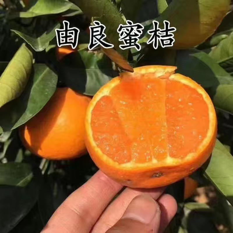 【新品种】早熟蜜桔由良蜜桔华美7号爱媛柑橘苗