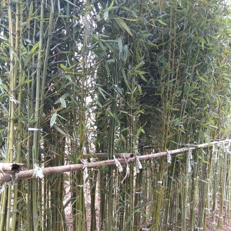 一点五公分的移植竹苗青杆，叶片漂亮