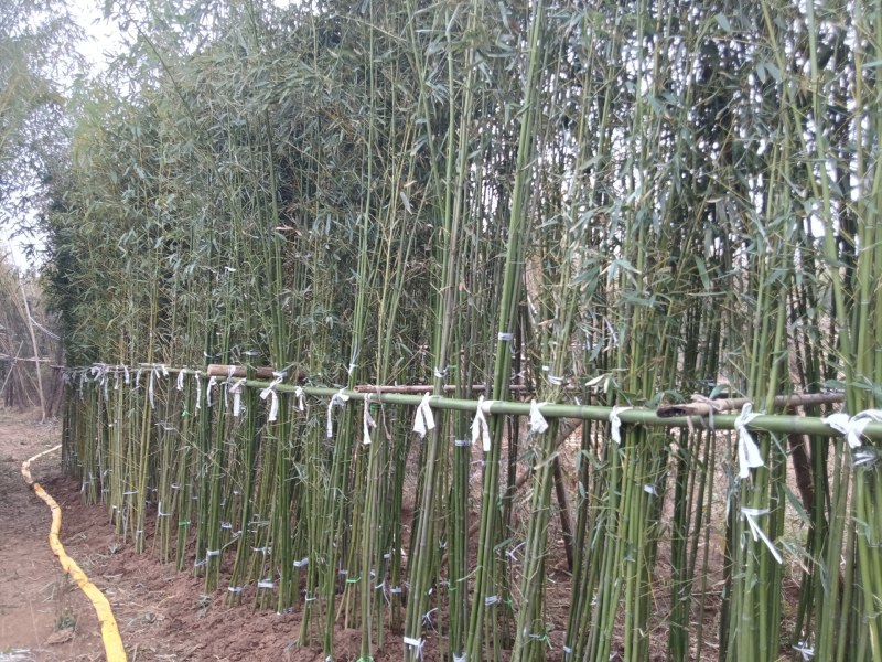 一点五公分的移植竹苗青杆，叶片漂亮