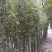 一点五公分的移植竹苗青杆，叶片漂亮