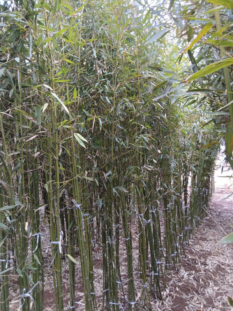 一点五公分的移植竹苗青杆，叶片漂亮