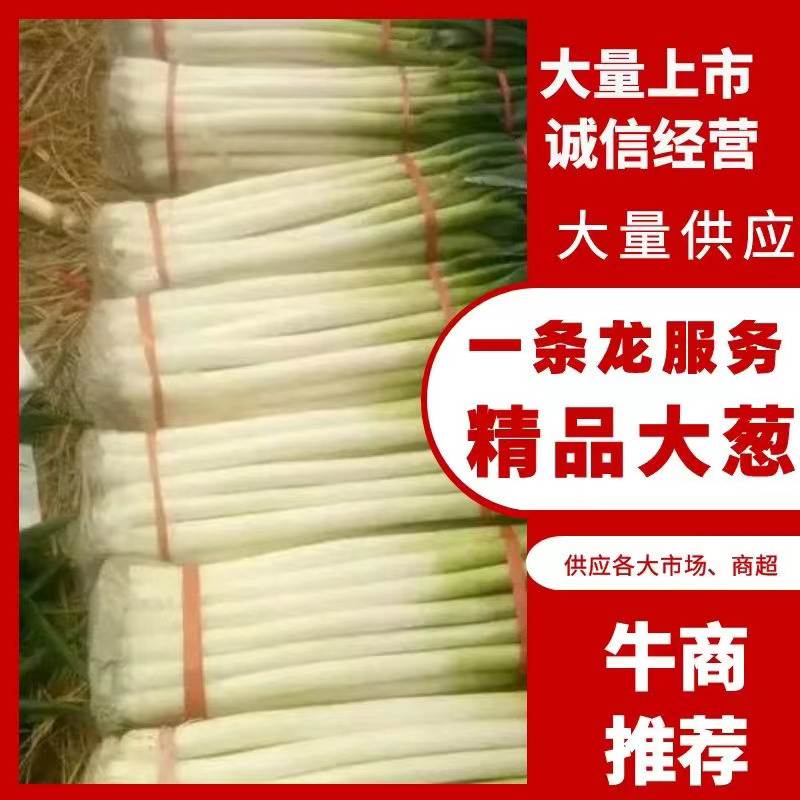 【精】100亩长白大葱基地，一手货源，毛葱，净葱邢台柏乡