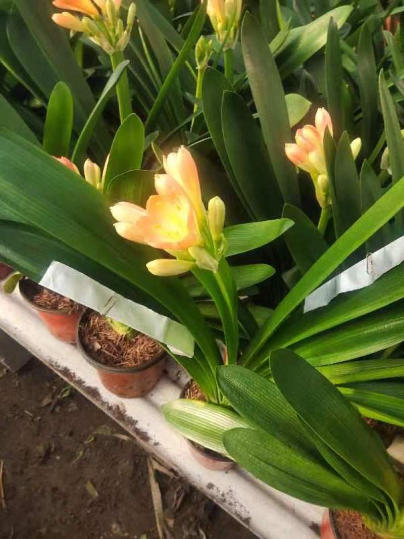 开花，带花苞君子兰，大集早市夜市，热卖款