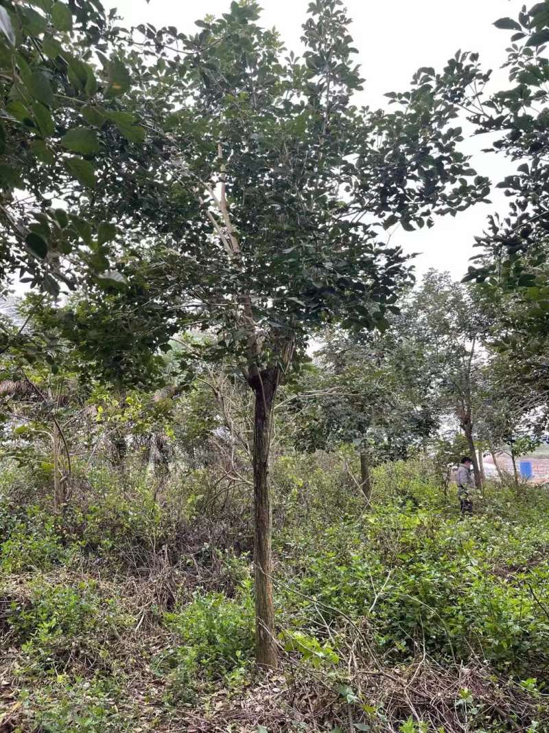 少花黄花风铃木