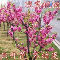 【协助装车】红叶碧桃苗碧桃苗现挖现卖成活率高提供技术支持