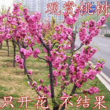 【协助装车】红叶碧桃苗碧桃苗现挖现卖成活率高提供技术支持