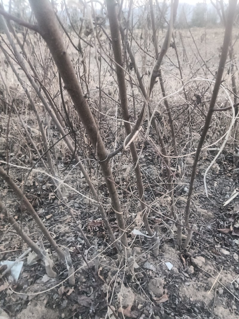 【协助装车】红叶碧桃苗碧桃苗现挖现卖成活率高提供技术支持