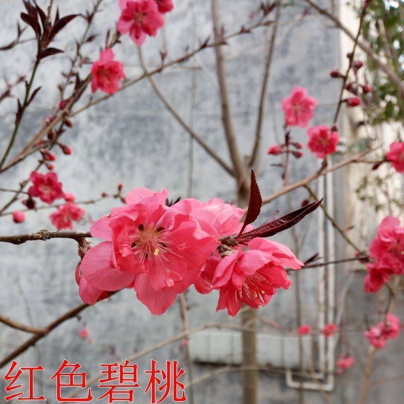 【协助装车】红叶碧桃苗碧桃苗现挖现卖成活率高提供技术支持
