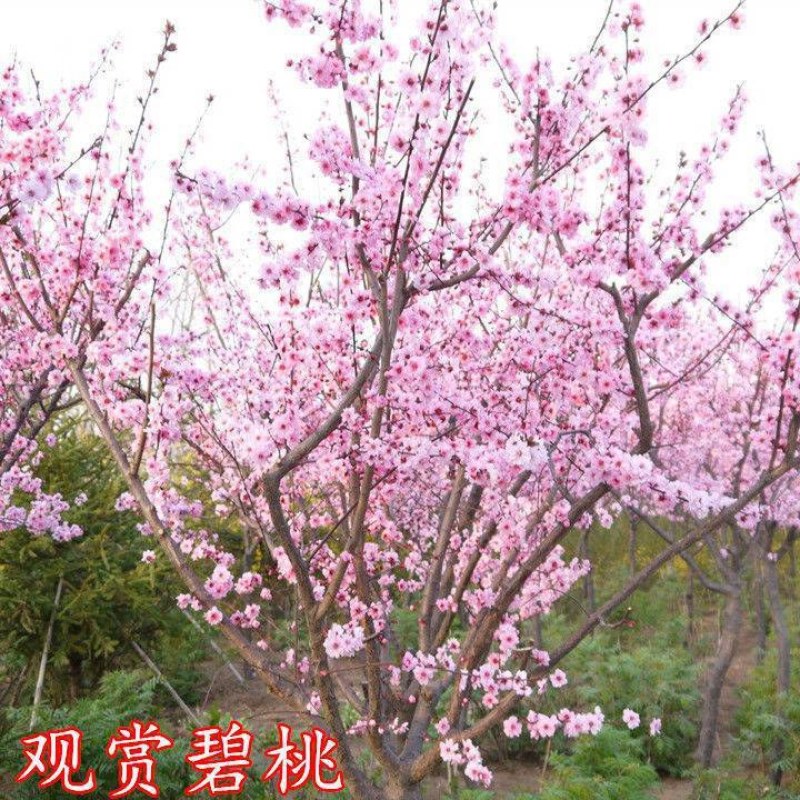 【协助装车】红叶碧桃苗碧桃苗现挖现卖成活率高提供技术支持