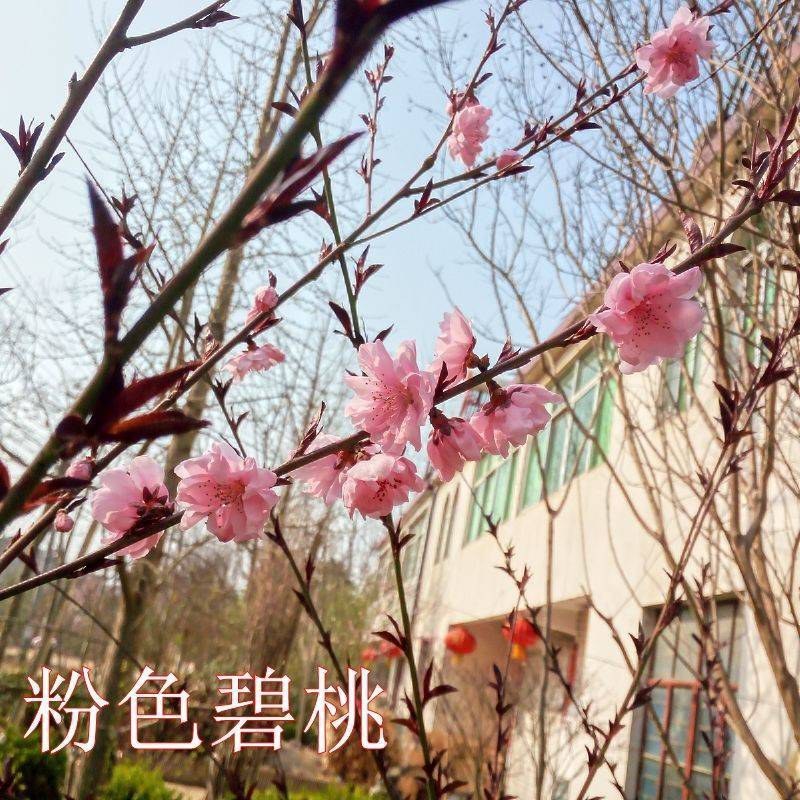 【协助装车】红叶碧桃苗碧桃苗现挖现卖成活率高提供技术支持