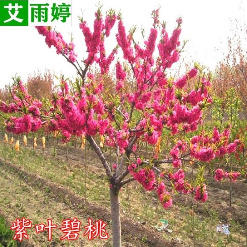 【协助装车】红叶碧桃苗碧桃苗现挖现卖成活率高提供技术支持