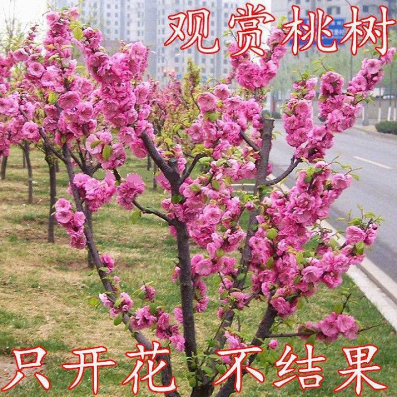 【协助装车】红叶碧桃苗碧桃苗现挖现卖成活率高提供技术支持