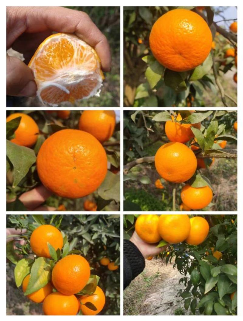 沃柑口感好颜色红职业经纪人代办