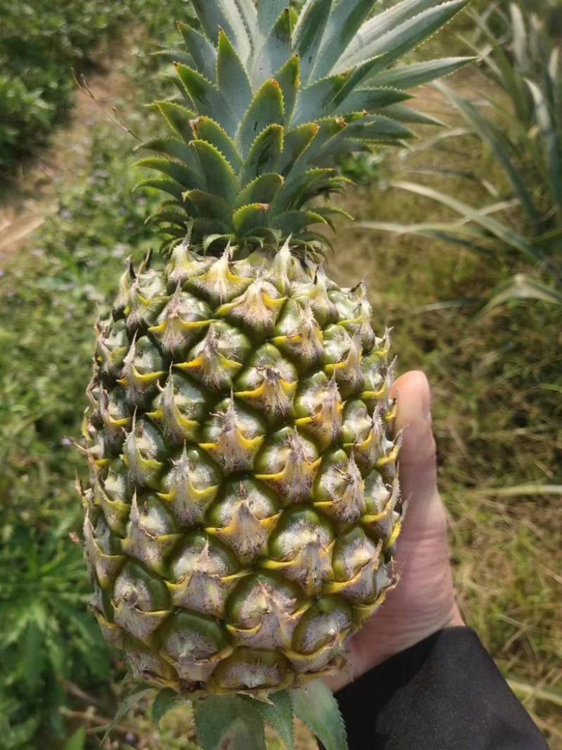 菠萝香水菠萝产地直发全国发货可视频看货