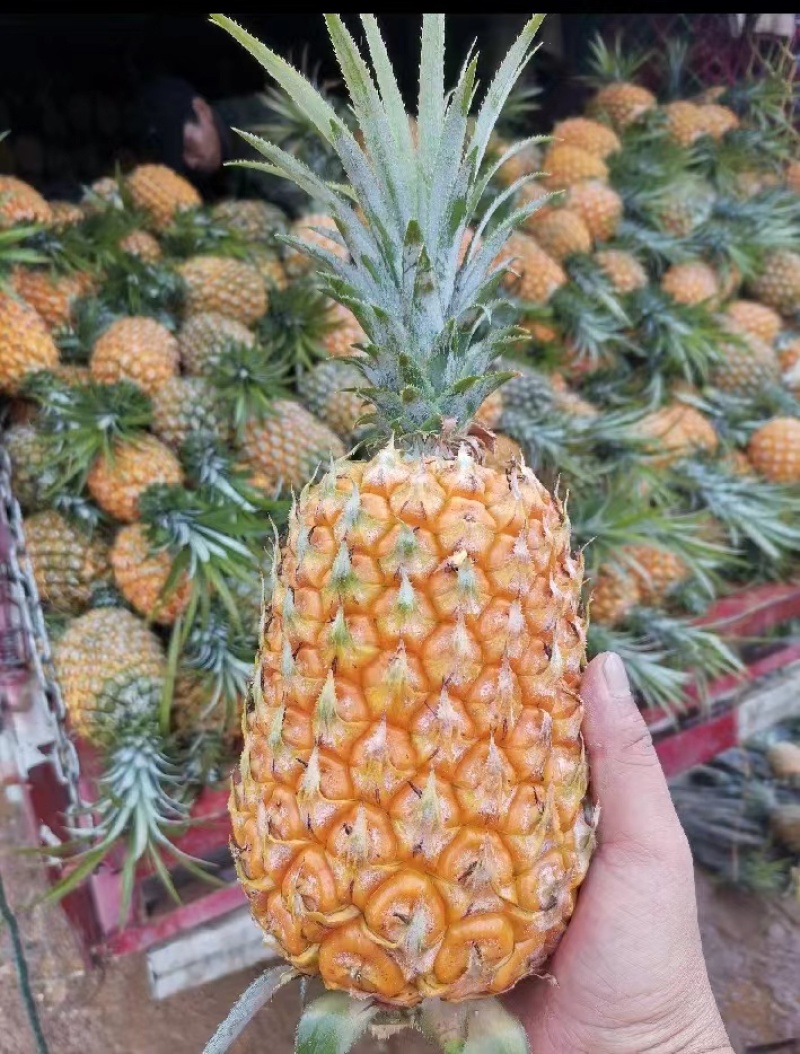 菠萝香水菠萝产地直发全国发货可视频看货