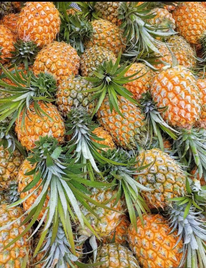 菠萝香水菠萝产地直发全国发货可视频看货