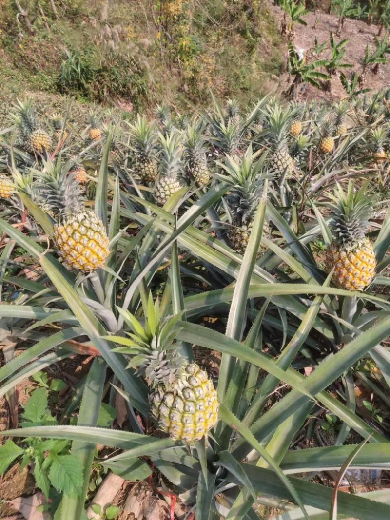 菠萝香水菠萝产地直发全国发货可视频看货