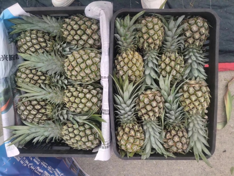 菠萝香水菠萝产地直发全国发货可视频看货