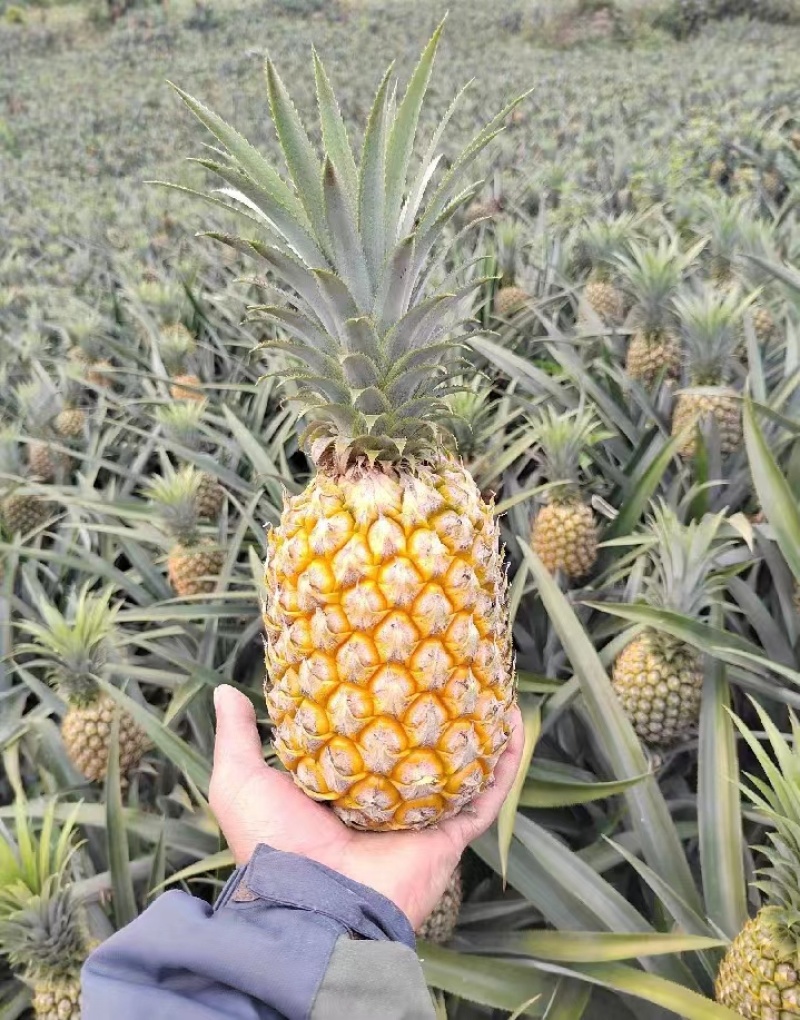 菠萝香水菠萝产地直发全国发货可视频看货