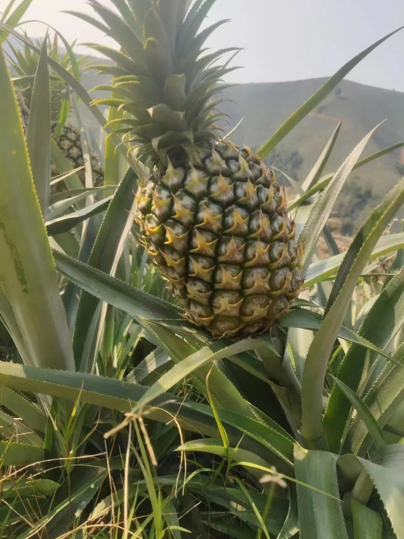 菠萝香水菠萝产地直发全国发货可视频看货