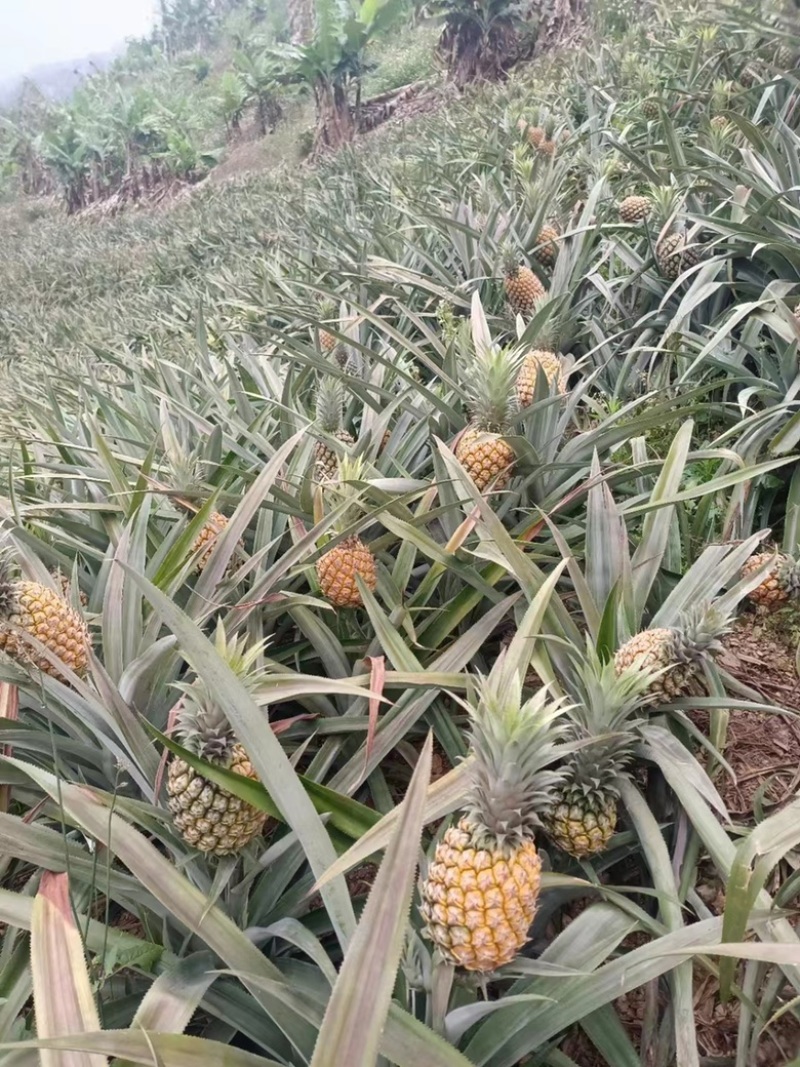 菠萝香水菠萝产地直发全国发货可视频看货