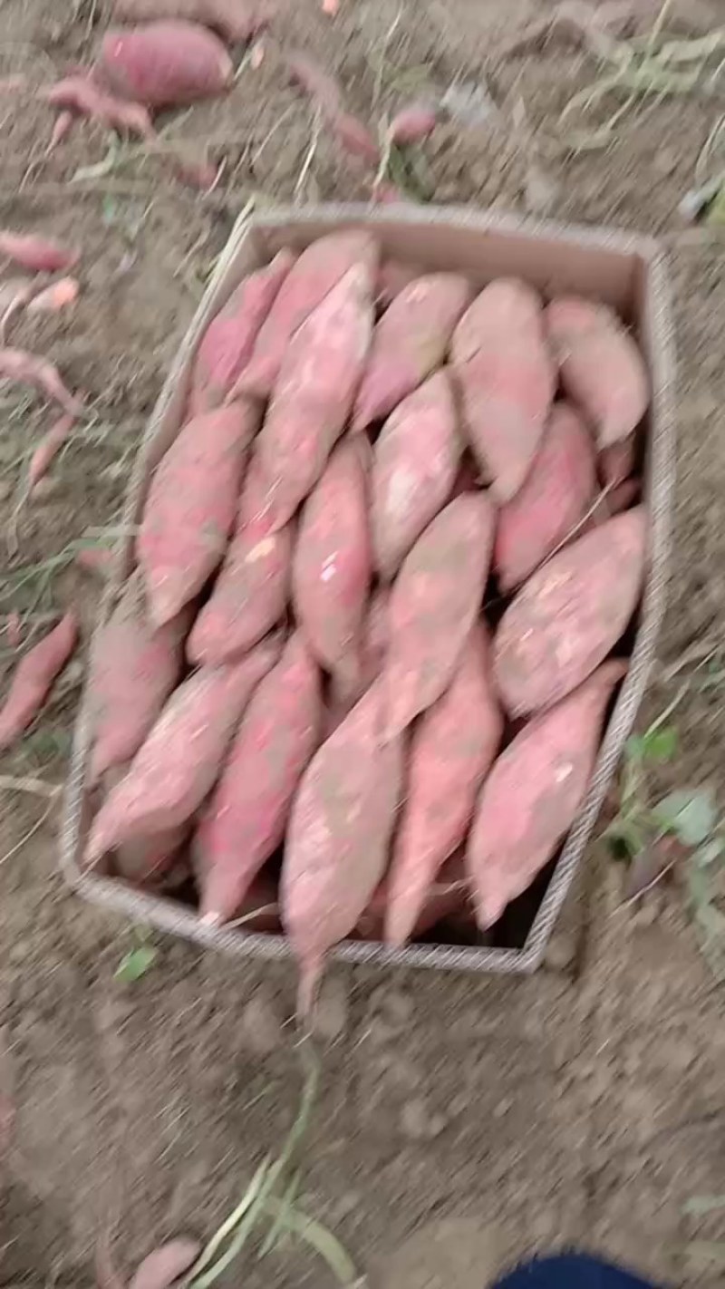 广东西瓜红