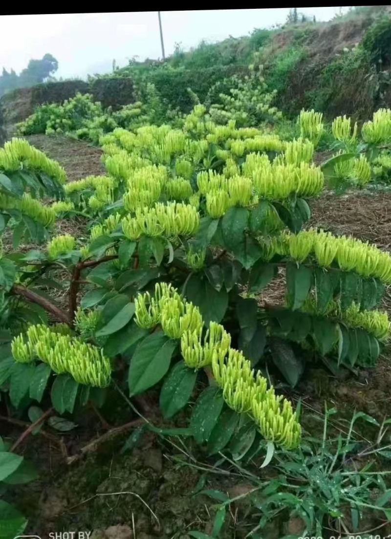 湘蕾5号金银花苗，见效快，高产易采摘，15到25天不落蕾