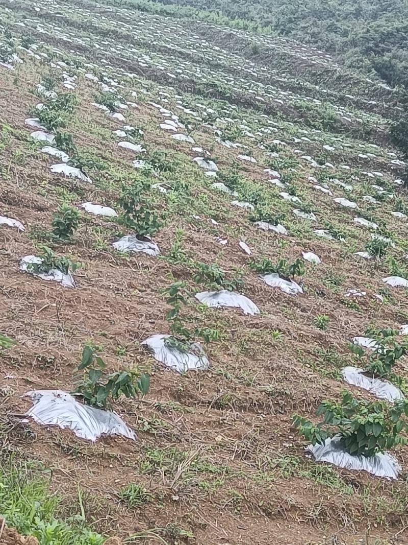 湘蕾5号金银花苗，见效快，高产易采摘，15到25天不落蕾