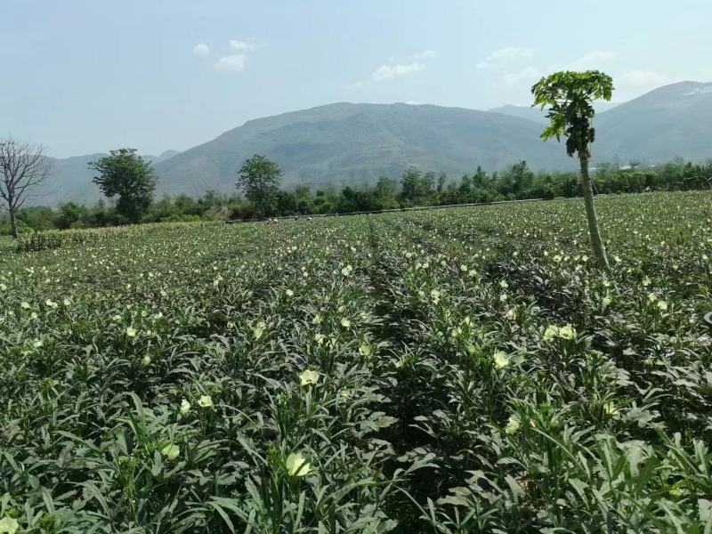 不易老水果秋葵水果二号北京绿黄秋葵种子种植基地用种