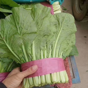河北邯郸产地发货小白菜