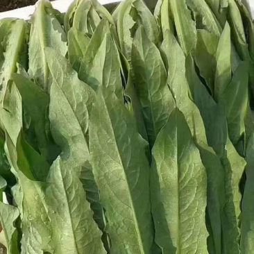 河北邯郸产地发货精品油麦菜