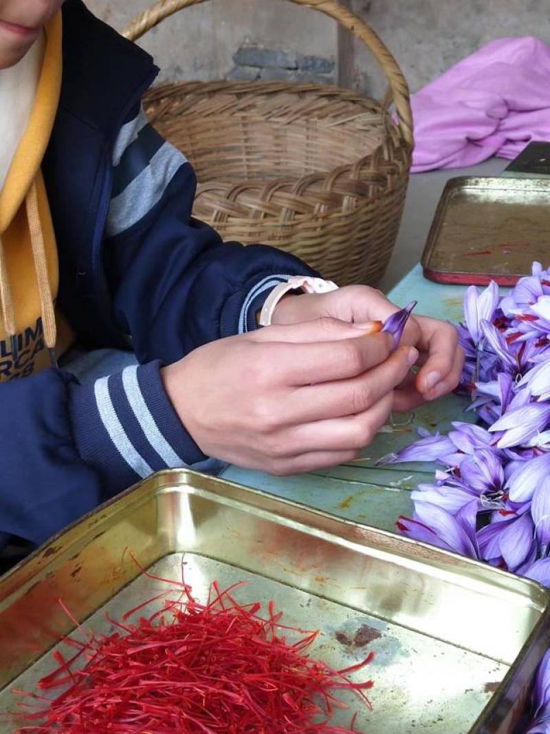 藏红花种树预售