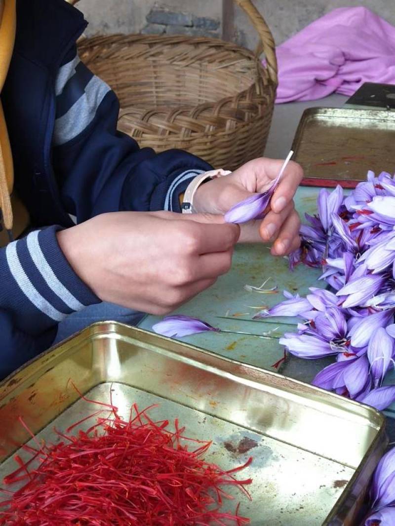 藏红花种树预售