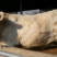 夏洛莱牛犊200~300kg质量保证价格实惠全国发货