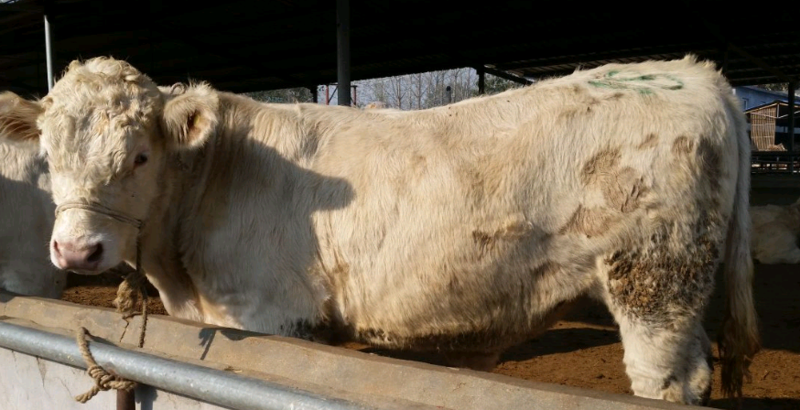 夏洛莱牛犊200~300kg质量保证价格实惠全国发货