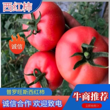 普罗旺斯西红水果西红柿沙瓤番茄现摘现发包新鲜对接社区团购