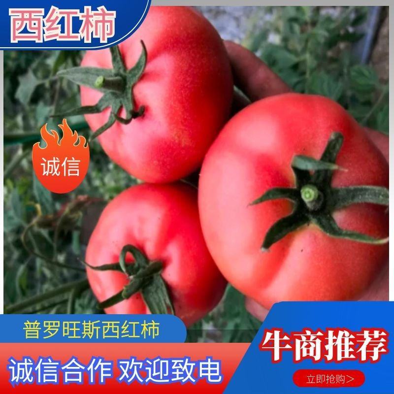 普罗旺斯西红水果西红柿沙瓤番茄现摘现发包新鲜对接社区团购