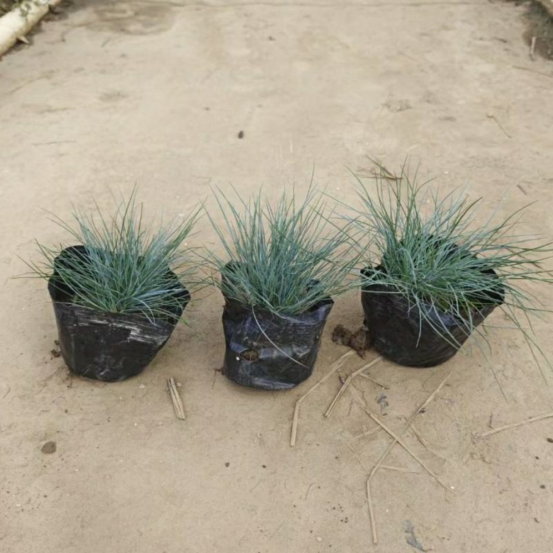 2302基地供应蓝羊茅盆栽袋苗量大价优现货直销